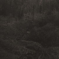 Lesley Mok - Transient vinyl cover