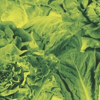 Lettuce - Monorail 3000 B/w Star Children vinyl cover
