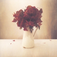 Lion & The Wolf - Cardiac Hotel vinyl cover