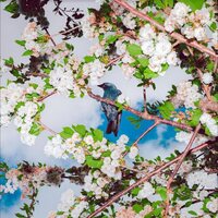 Ljudbilden Boelja - Embers vinyl cover