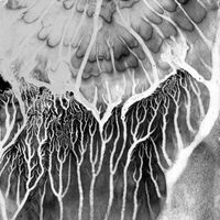 Mad Zach - No Past Lives vinyl cover