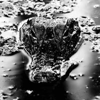 Many Blessings - Emanation Body vinyl cover