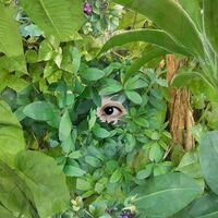 Mari Sekine - Beginning vinyl cover