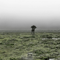 Markus Wormstorm - Figure In Field vinyl cover