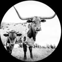Mike Flanigin - West Texas Blues vinyl cover