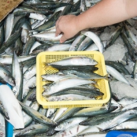 Mike Kitcher - Processed Snippets: Congo Traditional 1952 & 1957 vinyl cover