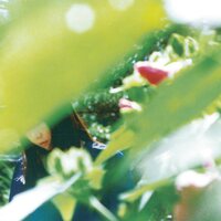 Minuano - Spring Lovers vinyl cover