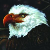 Mogwai - The Hawk Is Howling vinyl cover