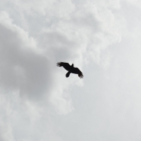 Moon Bros. - These Stars vinyl cover