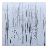 Olhava - Frozen Bloom vinyl cover