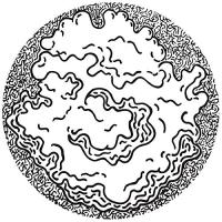 Ostrowski - Primary Fluctuation vinyl cover