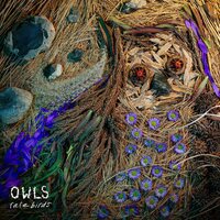 Owls - Rare Birds vinyl cover
