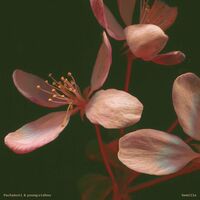 Pachakuti  /  Young.vishnu - Semilla vinyl cover