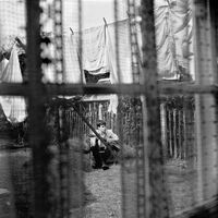 Paul Mccartney - Chaos And Creation In The Backyard vinyl cover