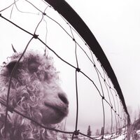 Pearl Jam - Vs. vinyl cover