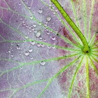 Peter Chilvers - Dust 2 vinyl cover