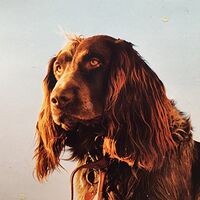 Peter Kernel - Size Of The Night vinyl cover