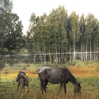 Pianos Become The Teeth - Old Pride (Forest Green) vinyl cover