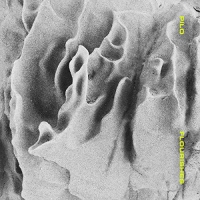 Pilo - Flourishes vinyl cover