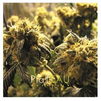 platEAU - Kushbush vinyl cover