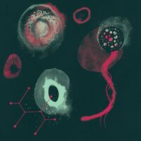 Polypores - Impossibility vinyl cover