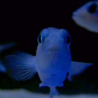 Powell - On The Feet Of A Wind vinyl cover