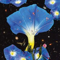 Sarah Louise - Nighttime Birds And Morning Stars vinyl cover