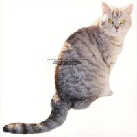Sarter Kit - What I Am And What I'm Not vinyl cover