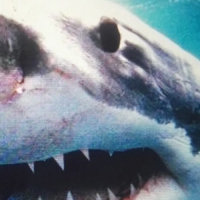 Savas / Sido - Royal Bunker vinyl cover