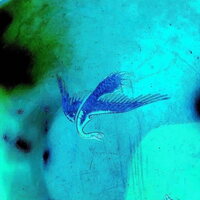 Schilling - Details vinyl cover