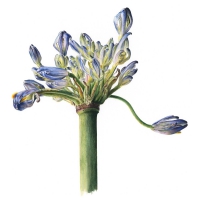 Secret Goldfish - Petal Split vinyl cover