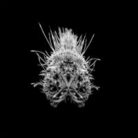 Selm - Tiiier / Post-Adrenaline vinyl cover