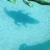 Shopping - The Official Body vinyl cover