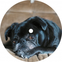 Split Secs - Corduroy City vinyl cover