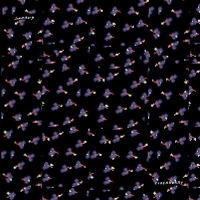 Swarvy - Elderberry vinyl cover