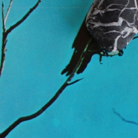 Tangents - Stateless vinyl cover