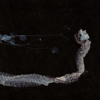 Tenhi - Maaet vinyl cover