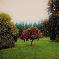 The Bats - Foothills vinyl cover