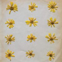 The Molochs - Flowers In The Spring vinyl cover