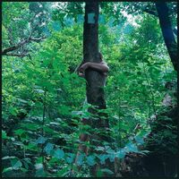 Tomberlin - Projections vinyl cover