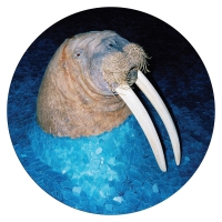 Tross - Walrus vinyl cover