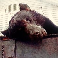 Truck Violence - Violence vinyl cover