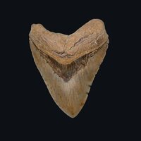 Vampyres - In The Night vinyl cover