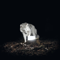 Vanishing Life - Surveillance vinyl cover