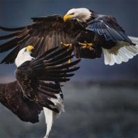 Vita Bergen - Retriever Dl Card vinyl cover