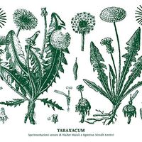 Walter & Nirodh Fortini Maioli - Taraxacum vinyl cover