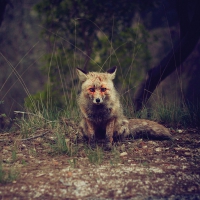 Winterpills - Love Songs vinyl cover